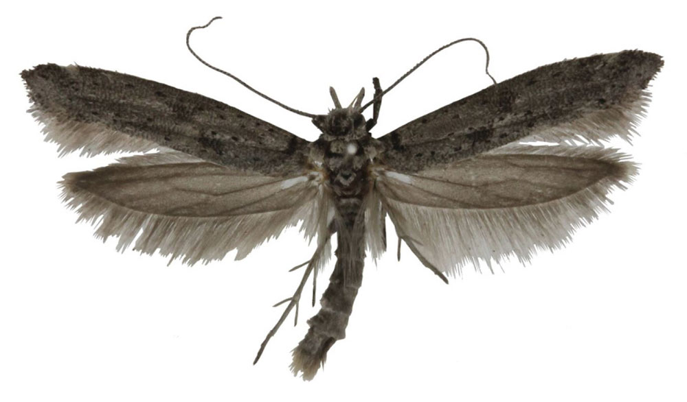 /filer/webapps/moths/media/images/D/dhofarensis_Yponomeuta_PT_Agassiz.jpg