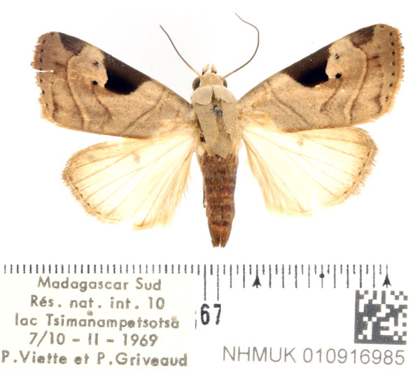 /filer/webapps/moths/media/images/D/dia_Oglasa_AF_BMNH.jpg