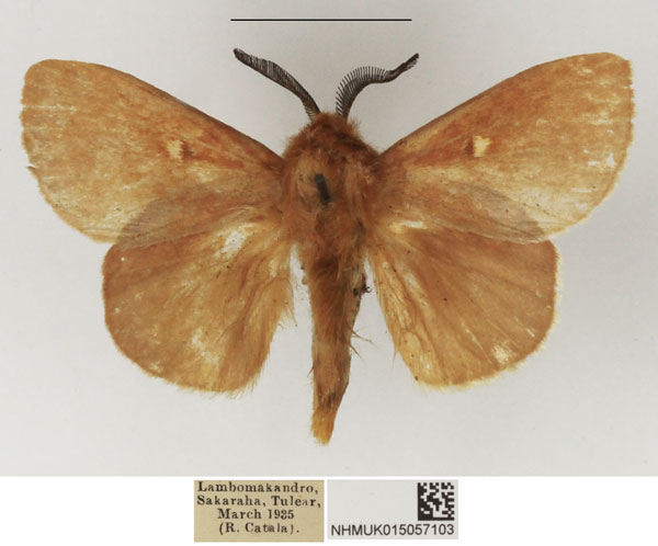 /filer/webapps/moths/media/images/D/diabolus_Closterothrix_AM_NHMUK.jpg