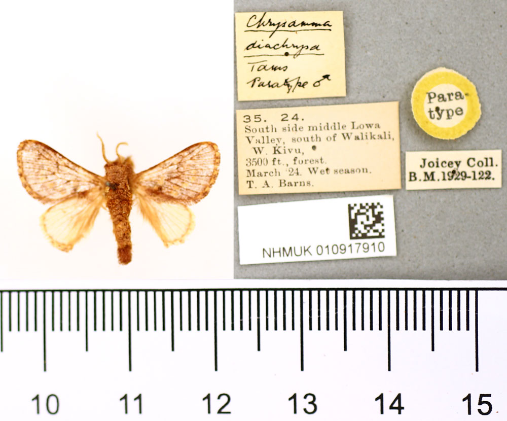 /filer/webapps/moths/media/images/D/diachrysa_Chrysamma_PT_BMNH.jpg