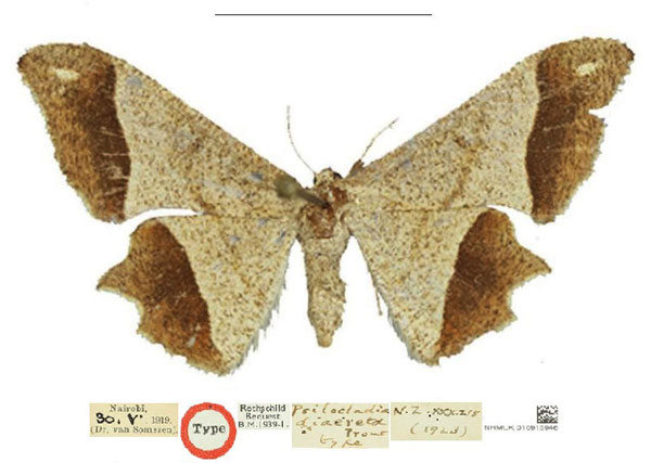/filer/webapps/moths/media/images/D/diaereta_Psilocladia_HT_NHMUK.jpg