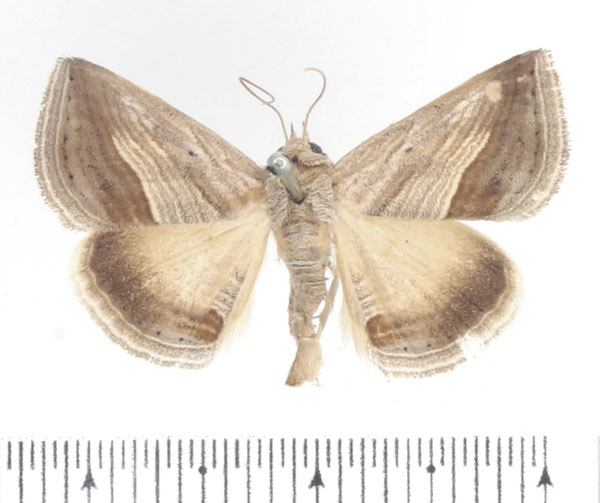 /filer/webapps/moths/media/images/D/diagonalis_Gnamptogyia_AF_BMNH.jpg