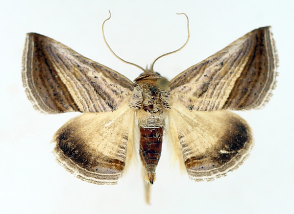 /filer/webapps/moths/media/images/D/diagonalis_Gnamptogyia_AF_TMSA_01.jpg
