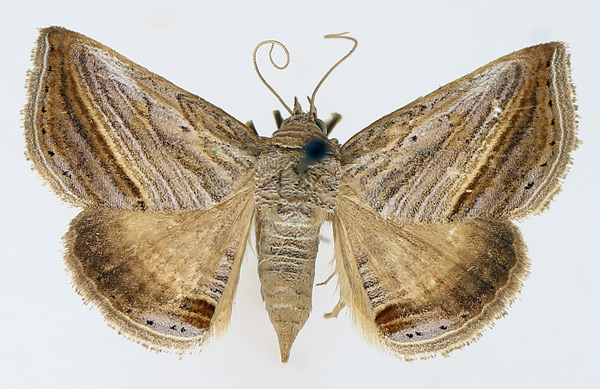 /filer/webapps/moths/media/images/D/diagonalis_Gnamptogyia_AF_TMSA_02.jpg