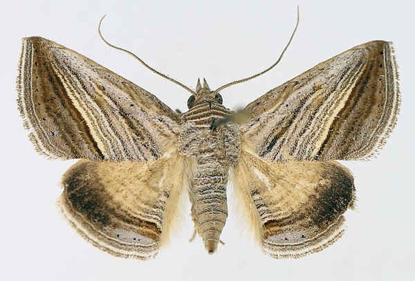 /filer/webapps/moths/media/images/D/diagonalis_Gnamptogyia_AF_TMSA_03.jpg