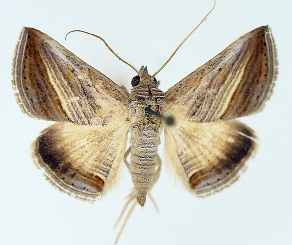/filer/webapps/moths/media/images/D/diagonalis_Gnamptogyia_AF_TMSA_04.jpg
