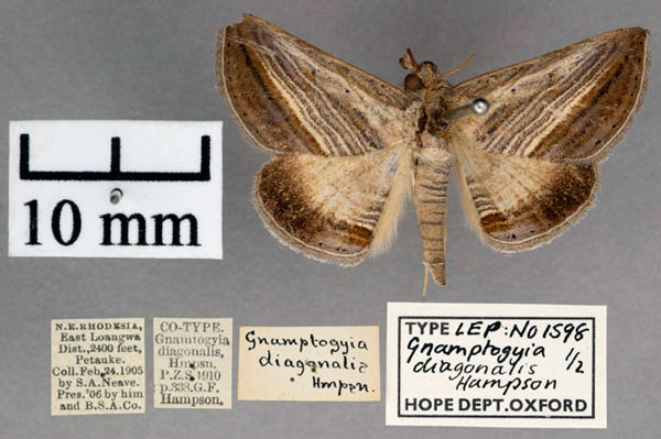 /filer/webapps/moths/media/images/D/diagonalis_Gnamptogyia_PT_OUMNH_01.jpg