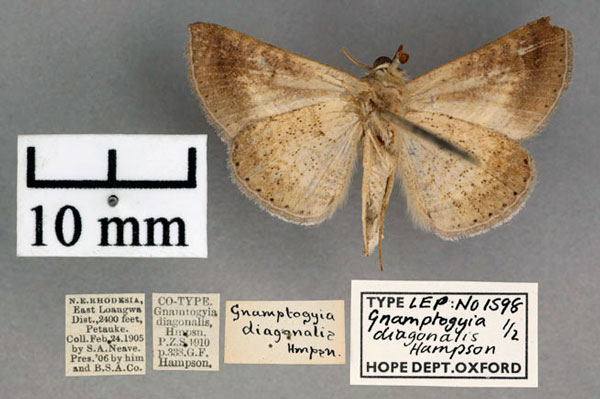 /filer/webapps/moths/media/images/D/diagonalis_Gnamptogyia_PT_OUMNH_02.jpg
