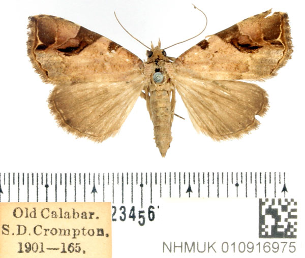 /filer/webapps/moths/media/images/D/diagonalis_Oglasa_AF_BMNH.jpg