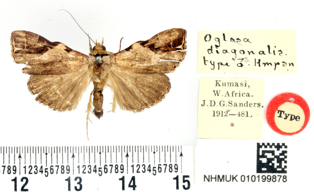 /filer/webapps/moths/media/images/D/diagonalis_Oglasa_HT_BMNH.jpg