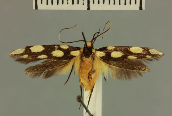 /filer/webapps/moths/media/images/D/diakonoffi_Stagmatophora_HT_MNHN.jpg