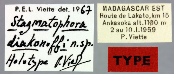/filer/webapps/moths/media/images/D/diakonoffi_Stagmatophora_HT_MNHNl.jpg