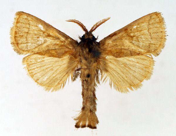 /filer/webapps/moths/media/images/D/dialeuca_Metarbela_AM_TMSA_01.jpg