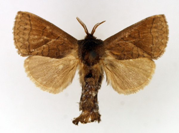 /filer/webapps/moths/media/images/D/dialeuca_Metarbela_AM_TMSA_02.jpg