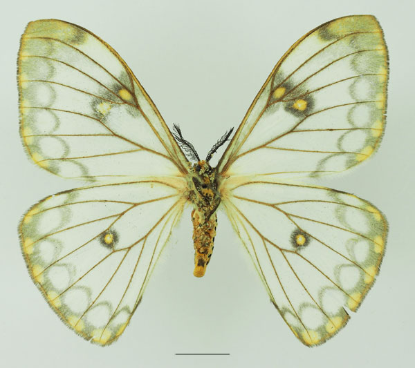 /filer/webapps/moths/media/images/D/dialitha_Pseudaphelia_AF_Basquinb.jpg