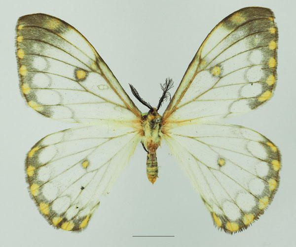 /filer/webapps/moths/media/images/D/dialitha_Pseudaphelia_AM_Basquin_01a.jpg