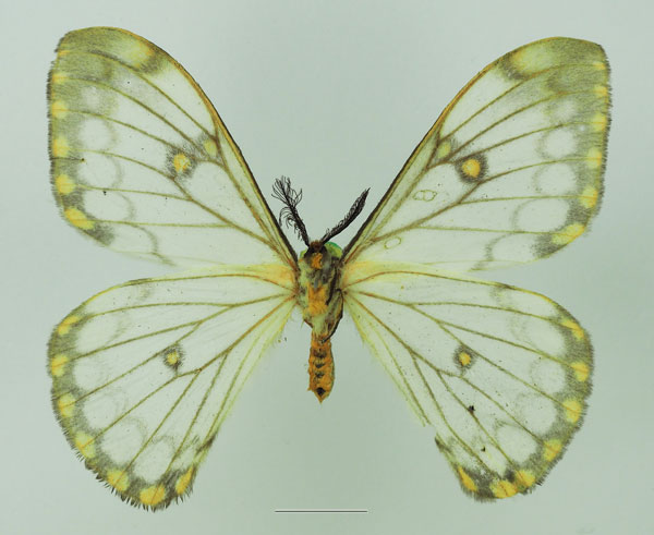 /filer/webapps/moths/media/images/D/dialitha_Pseudaphelia_AM_Basquin_01b.jpg
