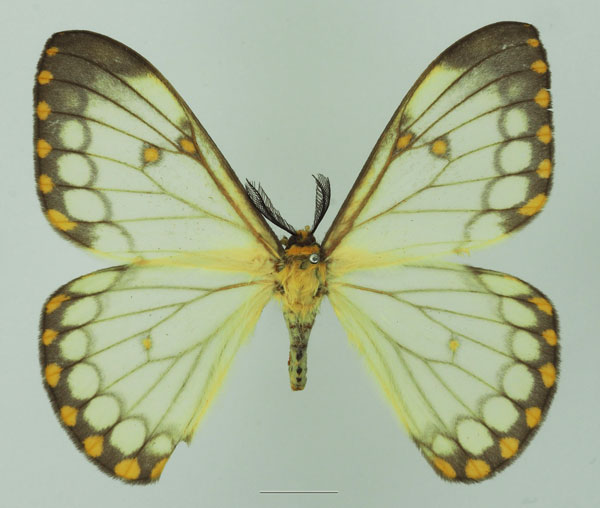 /filer/webapps/moths/media/images/D/dialitha_Pseudaphelia_AM_Basquin_02a.jpg