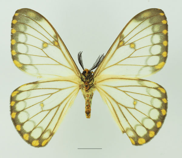 /filer/webapps/moths/media/images/D/dialitha_Pseudaphelia_AM_Basquin_02b.jpg