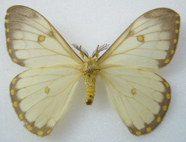 /filer/webapps/moths/media/images/D/dialitha_Pseudaphelia_HT_NHMUKb.jpg