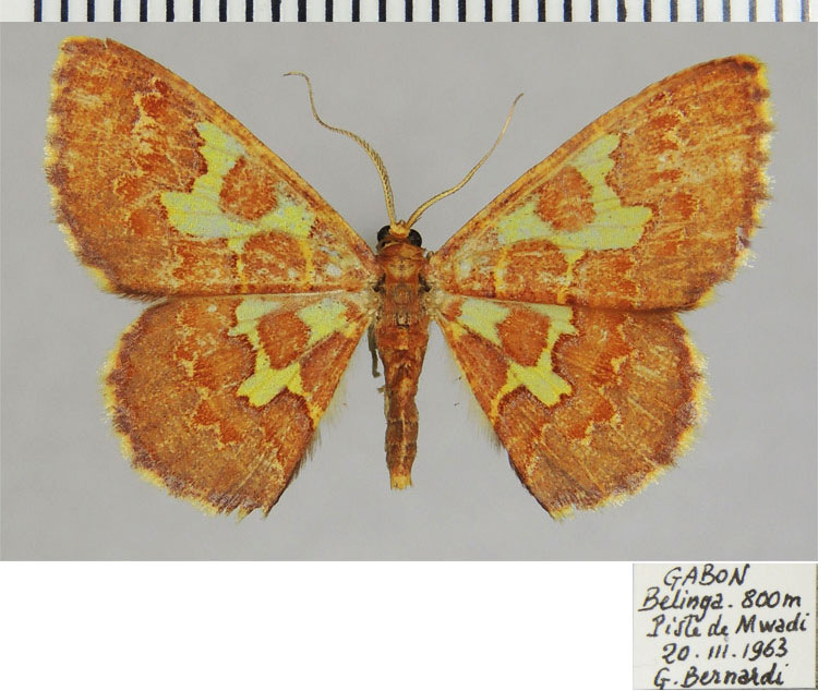 /filer/webapps/moths/media/images/D/dialitha_Zamarada_AF_ZSM.jpg