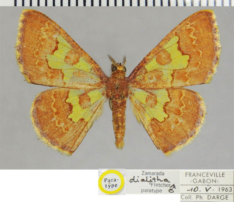 /filer/webapps/moths/media/images/D/dialitha_Zamarada_PTM_ZSMa.jpg