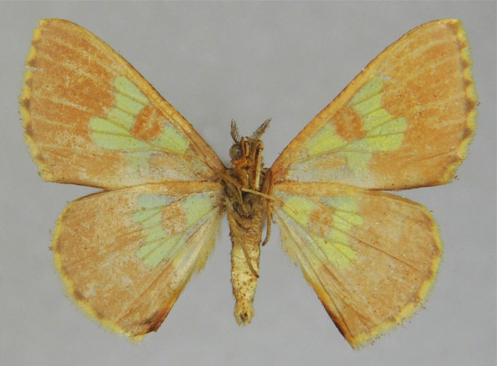 /filer/webapps/moths/media/images/D/dialitha_Zamarada_PTM_ZSMb.jpg