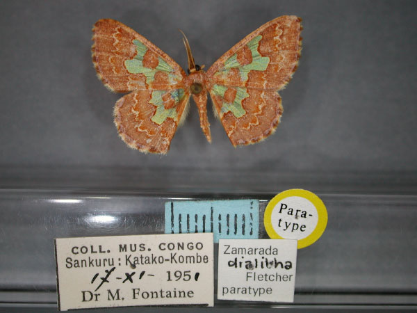 /filer/webapps/moths/media/images/D/dialitha_Zamarada_PT_RMCA_01.jpg