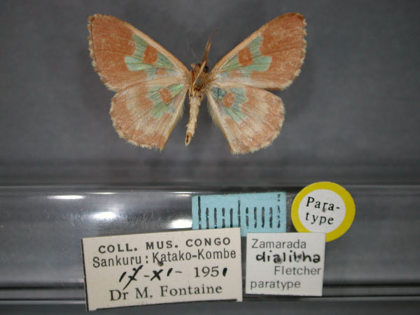 /filer/webapps/moths/media/images/D/dialitha_Zamarada_PT_RMCA_02.jpg