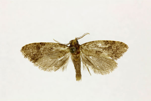 /filer/webapps/moths/media/images/D/diallactis_Melasina_ST_RMCA.jpg