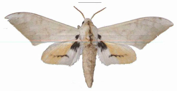 /filer/webapps/moths/media/images/D/diana_Pseudoclanis_AM_MfNa.jpg
