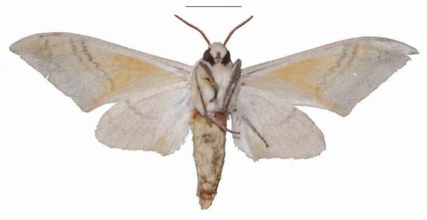 /filer/webapps/moths/media/images/D/diana_Pseudoclanis_AM_MfNb.jpg