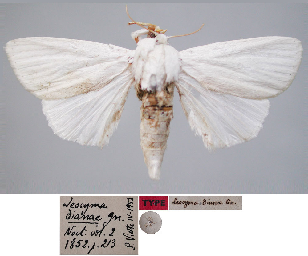 /filer/webapps/moths/media/images/D/dianae_Leocyma_ST_MNHN.jpg