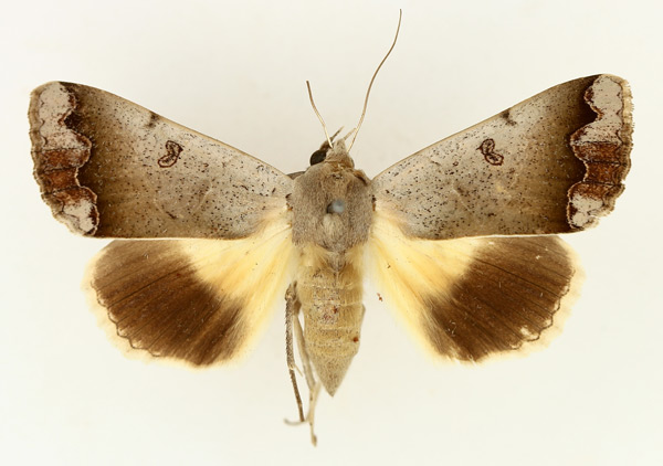/filer/webapps/moths/media/images/D/dianaris_Ophiusa_AF_TMSA_01.jpg