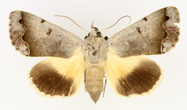 /filer/webapps/moths/media/images/D/dianaris_Ophiusa_AF_TMSA_02.jpg