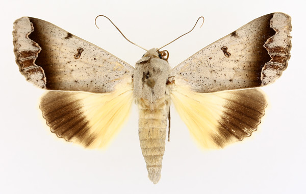 /filer/webapps/moths/media/images/D/dianaris_Ophiusa_AM_TMSA_01.jpg