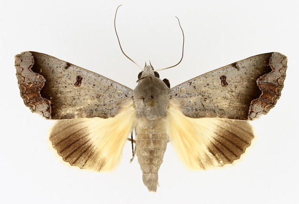 /filer/webapps/moths/media/images/D/dianaris_Ophiusa_AM_TMSA_02.jpg