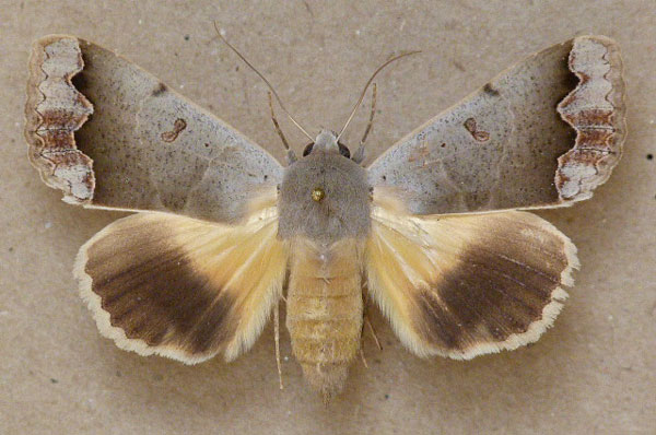/filer/webapps/moths/media/images/D/dianaris_Ophiusa_A_Butler.jpg