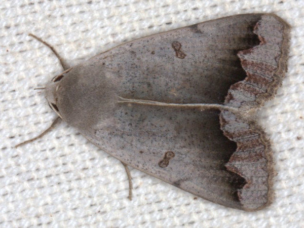 /filer/webapps/moths/media/images/D/dianaris_Ophiusa_A_Heyns.jpg