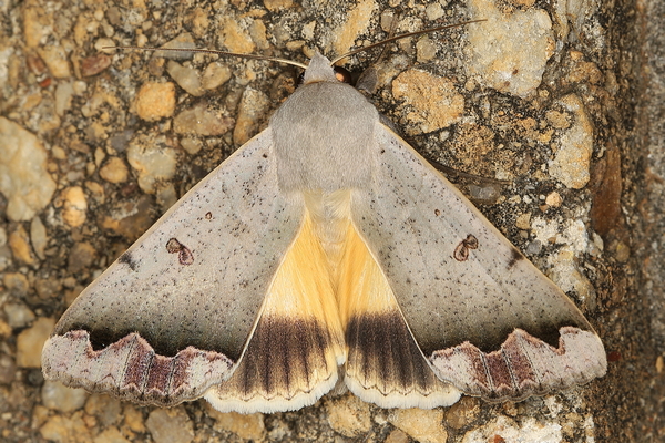 /filer/webapps/moths/media/images/D/dianaris_Ophiusa_A_Heyns_01.JPG