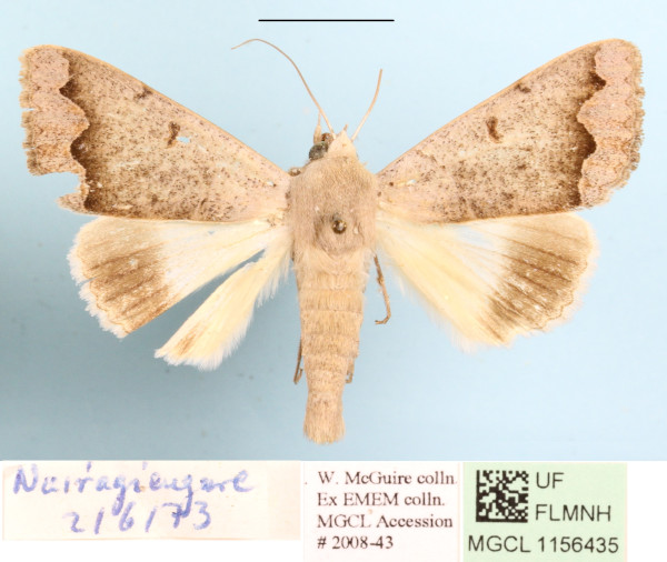 /filer/webapps/moths/media/images/D/dianaris_Ophiusa_A_MGCLa_01.jpg