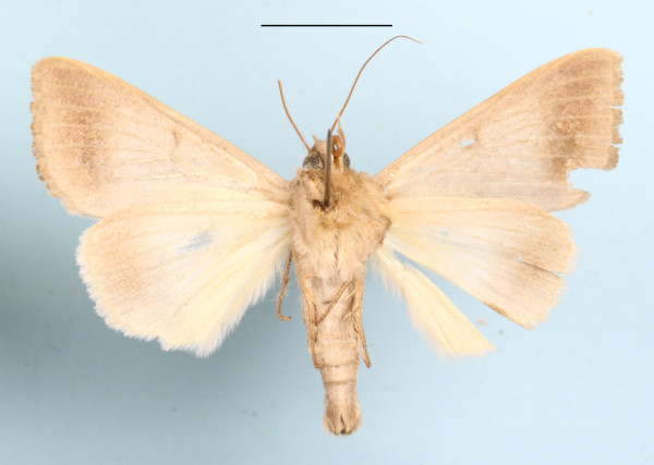 /filer/webapps/moths/media/images/D/dianaris_Ophiusa_A_MGCLb_01.jpg