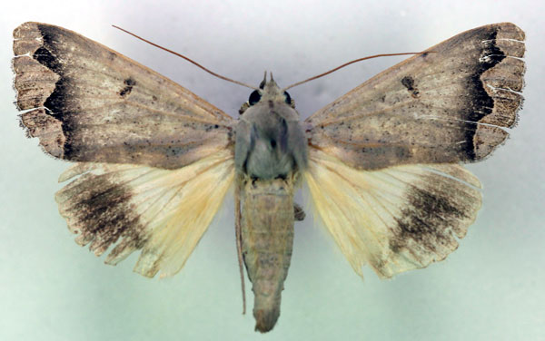 /filer/webapps/moths/media/images/D/dianaris_Ophiusa_A_RMCA.jpg