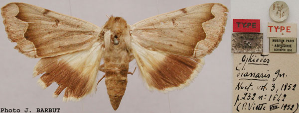 /filer/webapps/moths/media/images/D/dianaris_Ophiusa_HT_MNHN.jpg