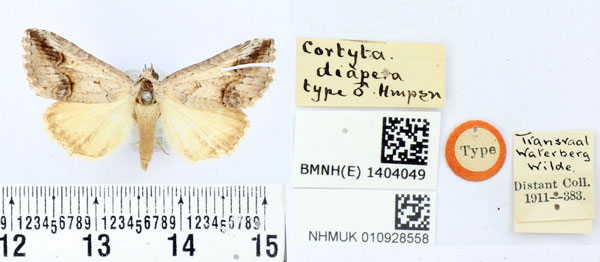 /filer/webapps/moths/media/images/D/diapera_Cortyta_HT_BMNH.jpg