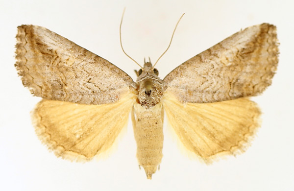 /filer/webapps/moths/media/images/D/diapera_Tyrtroca_AF_TMSA_01.jpg