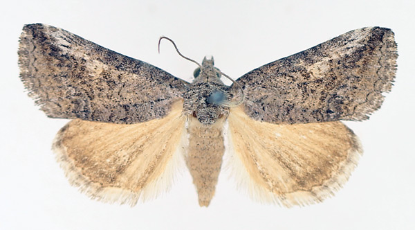 /filer/webapps/moths/media/images/D/diapera_Tyrtroca_AF_TMSA_02.jpg