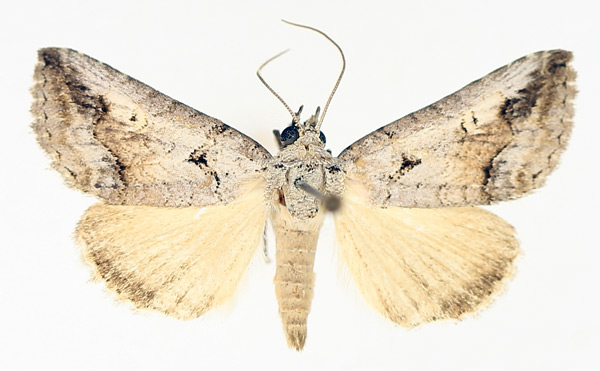 /filer/webapps/moths/media/images/D/diapera_Tyrtroca_AM_TMSA_01.jpg