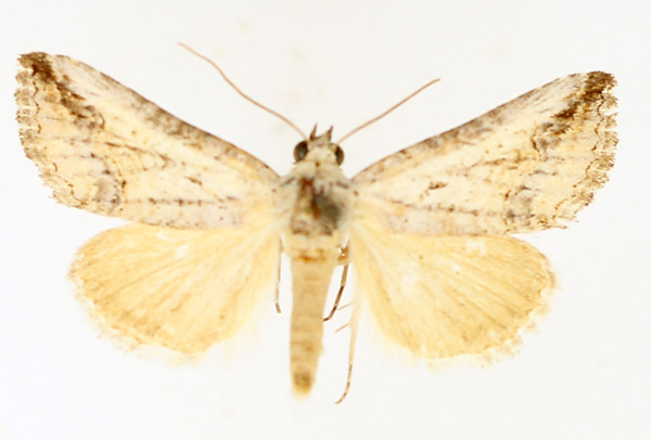 /filer/webapps/moths/media/images/D/diapera_Tyrtroca_AM_TMSA_02.jpg