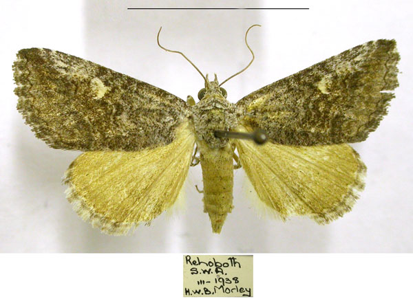 /filer/webapps/moths/media/images/D/diapera_Tytroca_AF_TMSA.jpg
